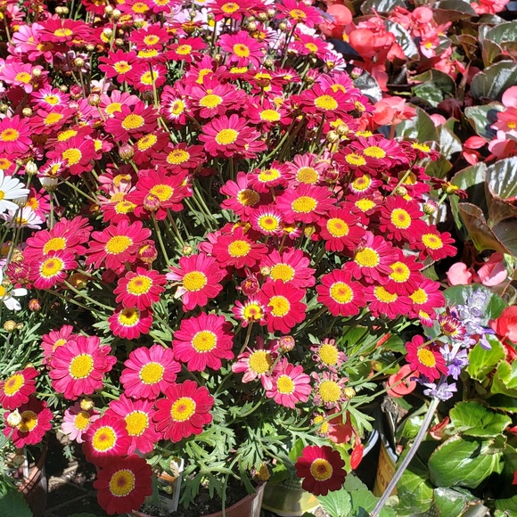 Meet your Posher, Tierney - Picture 1 of 1